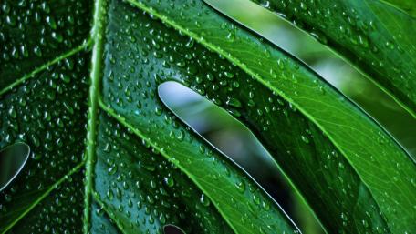 Monstera wallpaper
