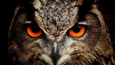 Mesmerizing Eyes of the Owl wallpaper