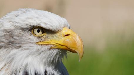 eagle wallpaper