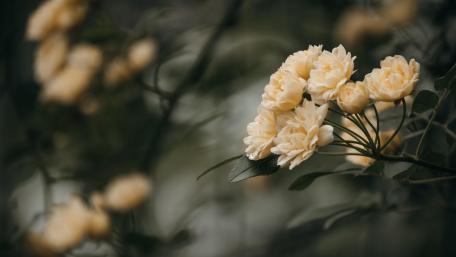 Blooming Elegance: Soft Yellow Roses in 5K Clarity wallpaper