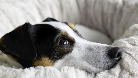 Charming Jack Russell Terrier in Cozy Setting wallpaper