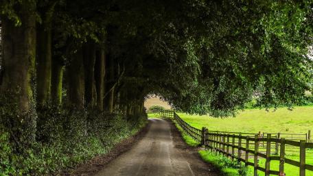Enchanting Tree Tunnel Roadway wallpaper