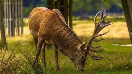 Majestic Stag Grazing in Nature’s Serenity wallpaper