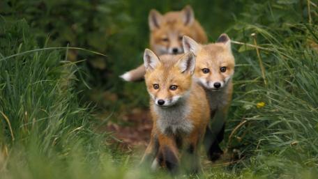 Curious Fox Cubs Exploring Their Habitat wallpaper