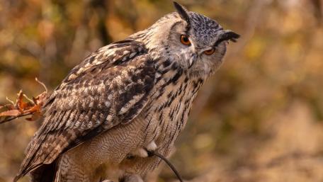Majestic Indian Eagle-Owl in Nature wallpaper