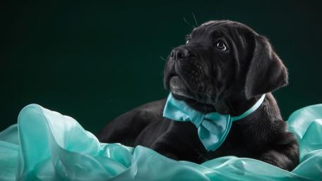 Charming Cane Corso Puppy in a Bow Tie wallpaper