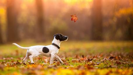 Autumn Joy of a Jack Russell Terrier wallpaper