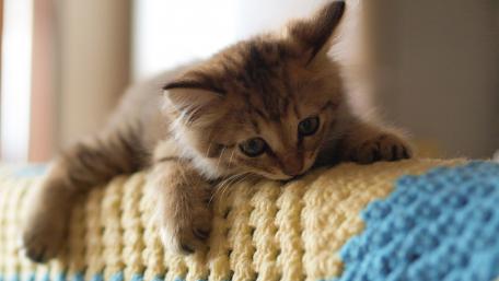 Adorable Kitten Lounging on Cozy Blanket wallpaper