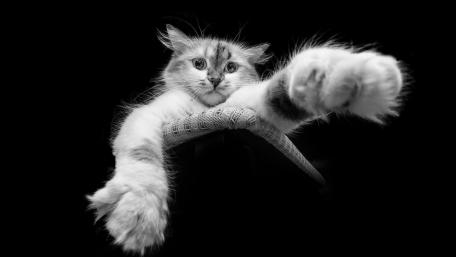 Feline Elegance in Monochrome wallpaper