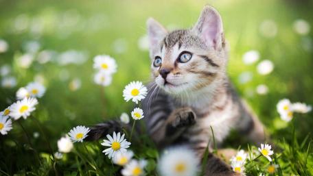 Playful Kitten Among Blossoming Flowers wallpaper