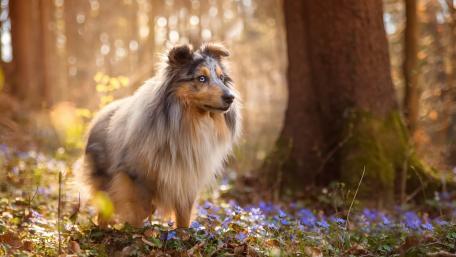 Majestic Sheltie Amidst Nature's Beauty wallpaper