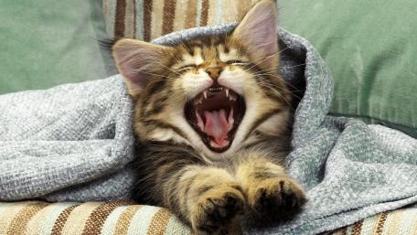Yawning Kitten Relaxing in Cozy Blanket wallpaper