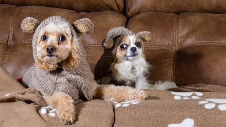 Adorable Dogs Dressed in Cozy Sweaters wallpaper