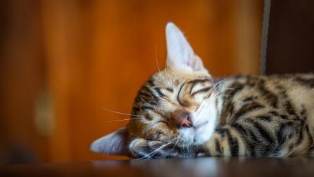 Cozy Sleeping Kitten Wallpaper wallpaper
