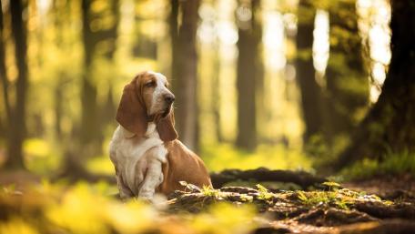 Charming Basset Hound in Tranquil Forest Scene wallpaper
