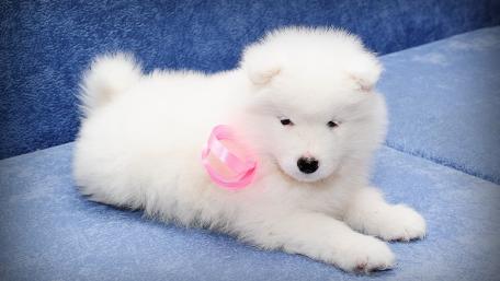 Adorable Samoyed Puppy on a Cozy Couch wallpaper