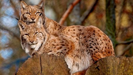 Majestic Lynxes in Their Natural Habitat wallpaper