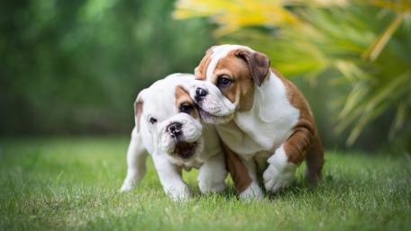 Adorable Bulldog Puppies Playing Together in Nature wallpaper