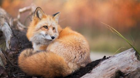 Elegant Fox in Nature's Embrace wallpaper