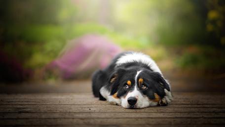 Charming Australian Shepherd Relaxing in Nature wallpaper