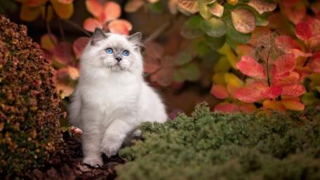 Ragdoll Cat Amidst Autumn Foliage wallpaper