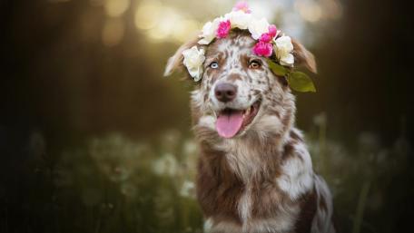 Charming Australian Shepherd in Floral Crown wallpaper