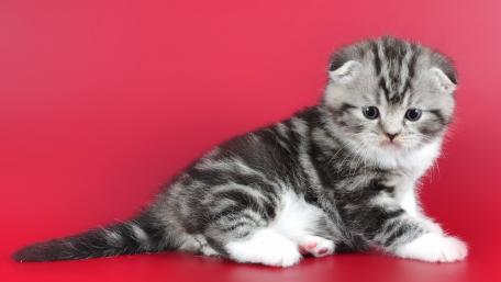 Cute Kitten on Bold Red Background wallpaper