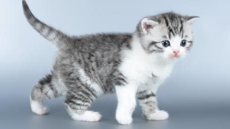 Cute Playful Kitten Ready for Adventure wallpaper