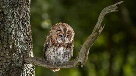 Majestic Owl Perched in Nature's Embrace wallpaper
