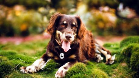 Charming Dog Relaxing on Lush Grass wallpaper