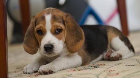 Adorable Beagle Puppy Relaxing at Home wallpaper