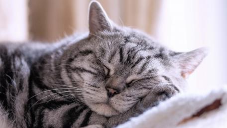 Cozy Cat Nap in Sunlight wallpaper
