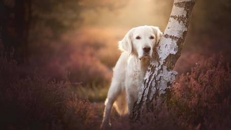 Golden Retriever in a Dreamy Landscape wallpaper