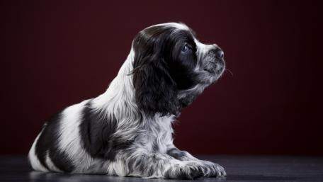 Charming English Cocker Spaniel Puppy Portrait wallpaper