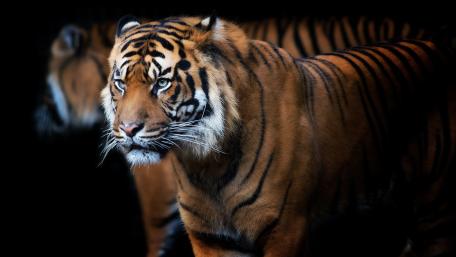 Majestic Tiger in Mirrored Reflection wallpaper