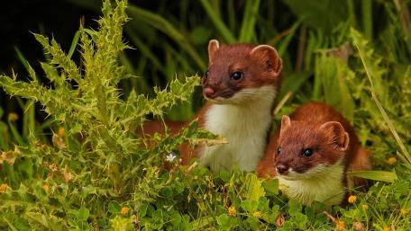 Curious Stoats in Nature's Embrace wallpaper
