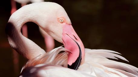 Elegant Flamingo Portrait in 5K Resolution wallpaper