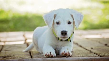 Adorable White Puppy on Wooden Surface wallpaper