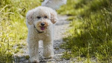 Charming White Dog Walking on a Pathway wallpaper