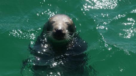 Playful Seal in Sparkling Waters wallpaper
