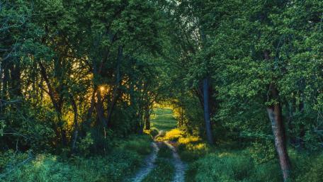 Tranquil Pathway Through Lush Greenery wallpaper