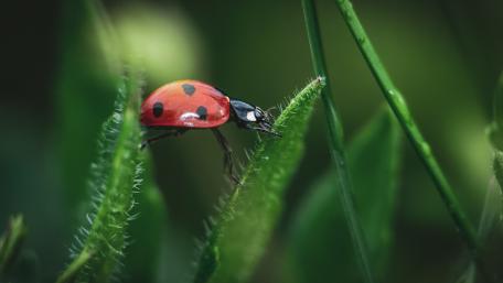 Captivating Close-Up of a Ladybug on Green Leaves wallpaper
