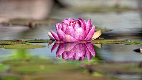 Serene Pink Lotus Blossoming in Tranquil Waters wallpaper
