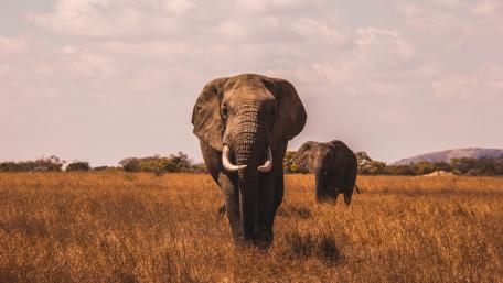 Majestic Elephants in the Wild wallpaper