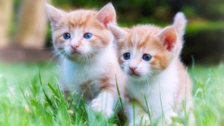 Adorable Kittens Playing in Green Grass wallpaper