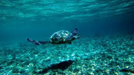 Majestic Sea Turtle Gliding Through Clear Waters wallpaper