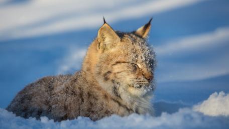 Majestic Lynx in Winter Wonderland wallpaper