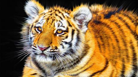 Majestic Tiger in Bold Colors wallpaper