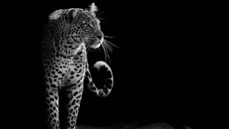 Majestic Leopard in Monochrome Elegance wallpaper