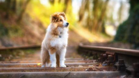 Charming Sheltie on a Scenic Track wallpaper